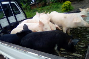 Uganda “Pass on a Pig Project”