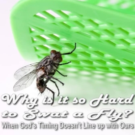 Why is it so Hard to Swat a Fly