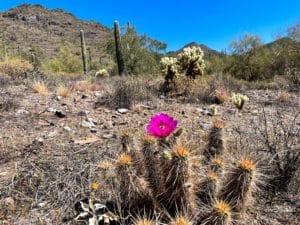 arizona
